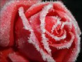 /album/photogallery/frost-rose-jpg/